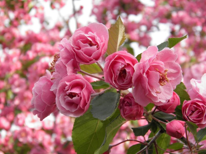 Pink Crabapple Blossoms — Serene, Spring, Photograph, Flowers, Leaves, Buds