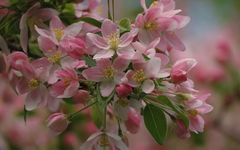 Pink Crabapple Blossoms — Serene, Spring, Photograph, Flowers, Leaves, Buds, White