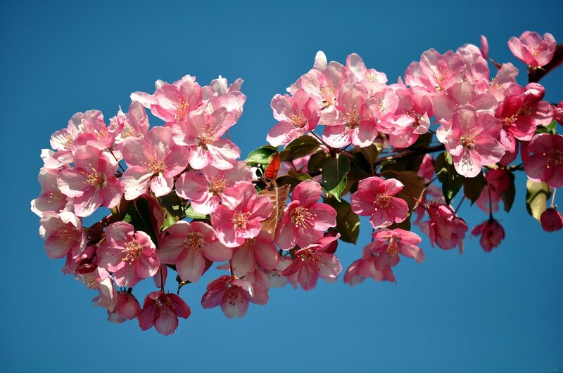 Pink Crabapple Blossoms — Serene, Spring, Photograph, Flowers, Leaves, Sky