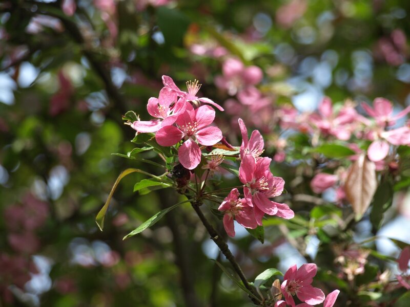 Pink Crabapple Blossoms — Serene, Spring, Photograph, Flowers, Leaves