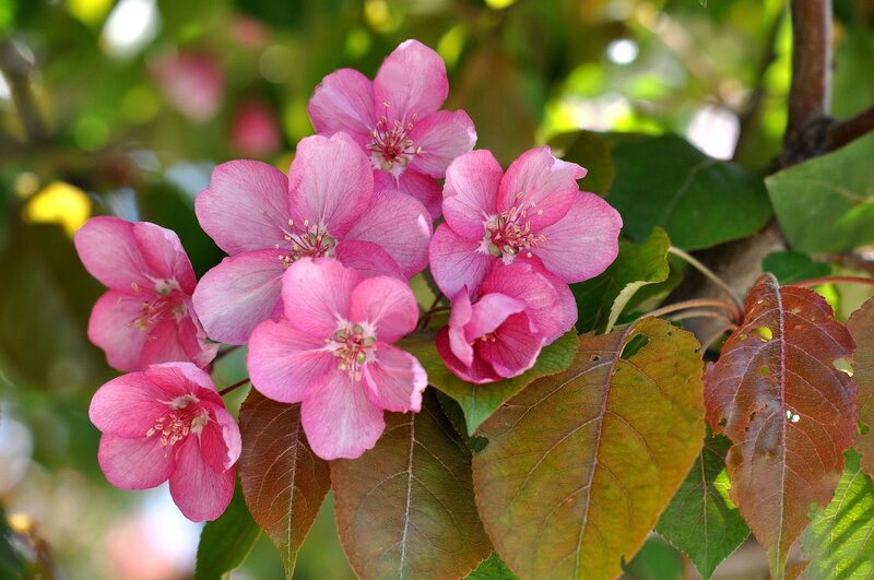 Pink Crabapple Blossoms — Serene, Spring, Photograph, Flowers, Leaves, Tree Branch