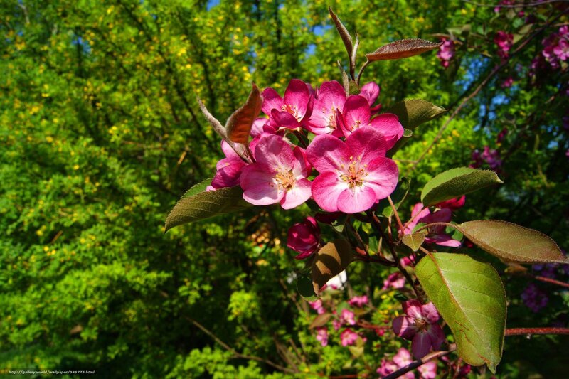 Pink Crabapple Blossoms — Serene, Spring, Photograph, Flowers, Leaves, Trees