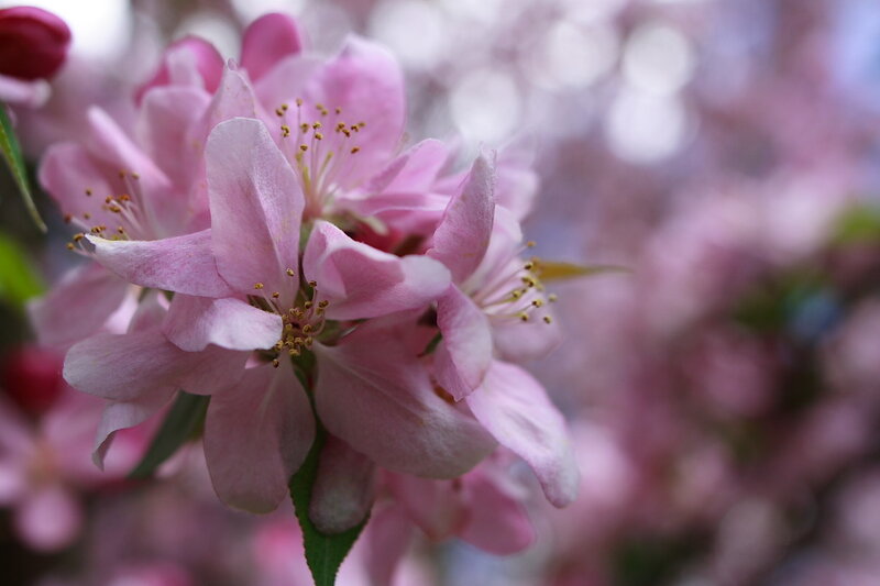 Pink Crabapple Blossoms — Serene, Spring, Photograph, Flowers, Stamen, Leaves
