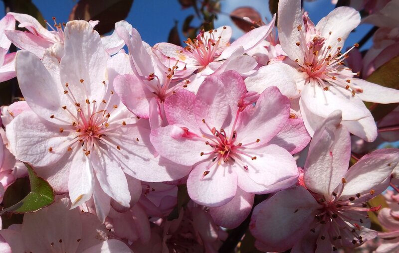 Pink Crabapple Blossoms — Serene, Spring, Photograph, Flowers, Stamen