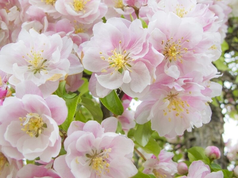 Pink Crabapple Blossoms — Serene, Spring, Photograph, Flowers
