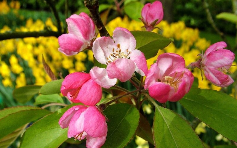 Pink Crabapple Blossoms — Serene, Spring, Photograph, Green Leaves