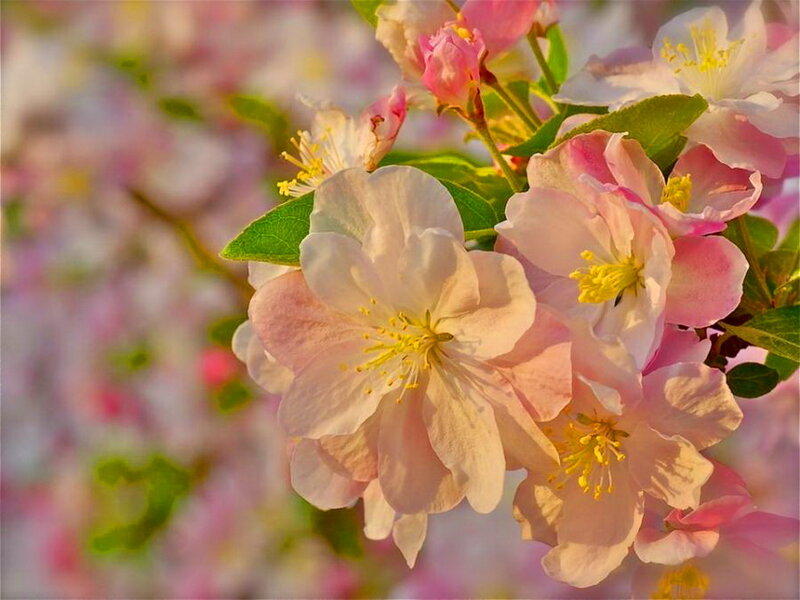 Pink Crabapple Blossoms — Serene, Spring, Photograph, Leaves