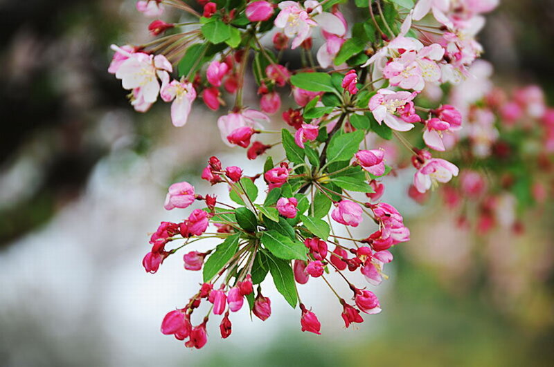 Pink Crabapple Blossoms — Serene, Spring, Photograph