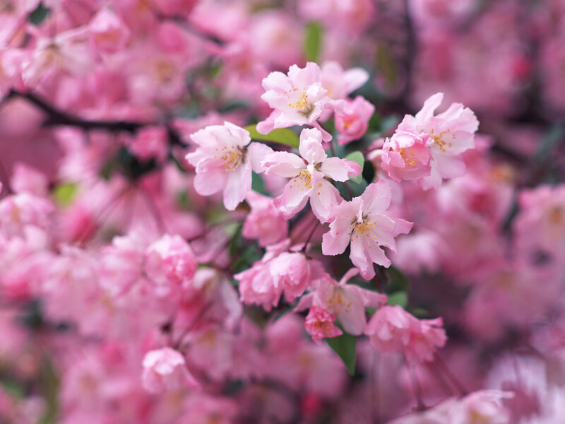 Pink Crabapple Blossoms — Serene, Spring