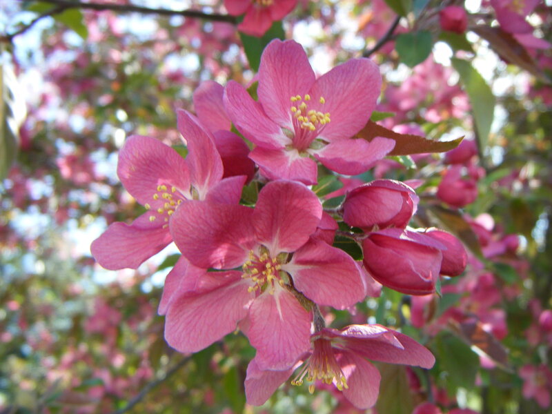 Pink Crabapple Blossoms — Serene