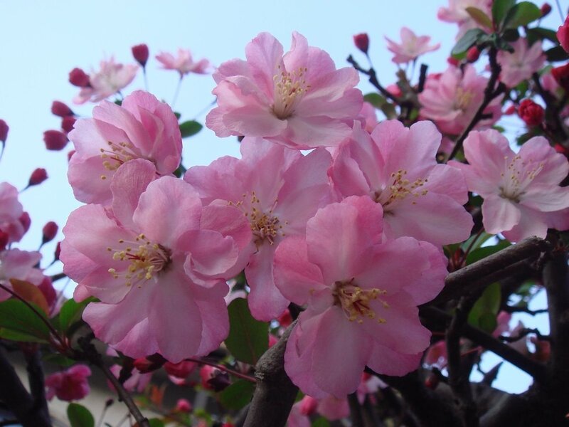 Pink Crabapple Blossoms