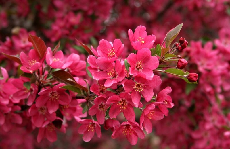 Pink Crabapple Blossoms — Vibrant, Spring, Photograph, Flowers
