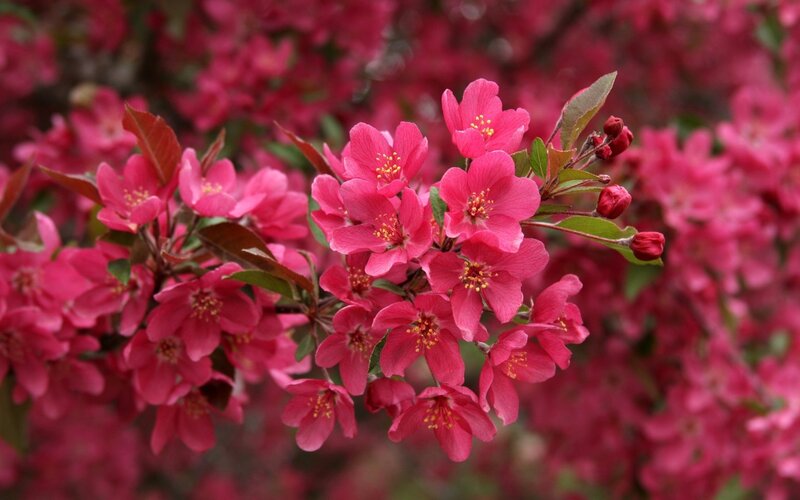 Pink Crabapple Blossoms — Vibrant, Spring, Photograph