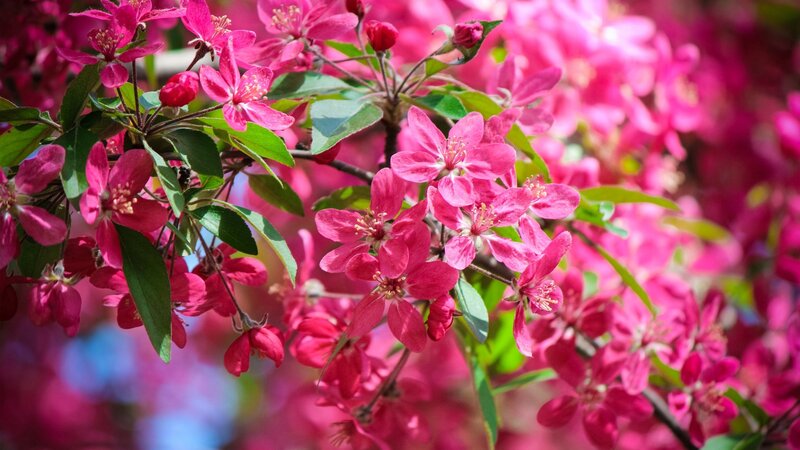 Pink Crabapple Blossoms — Vibrant, Spring