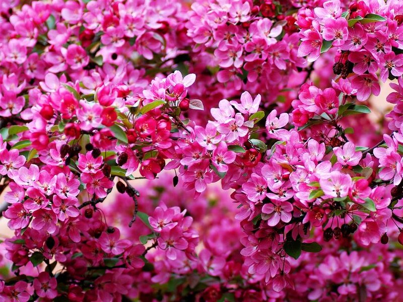 Pink Crabapple Blossoms — Vibrant