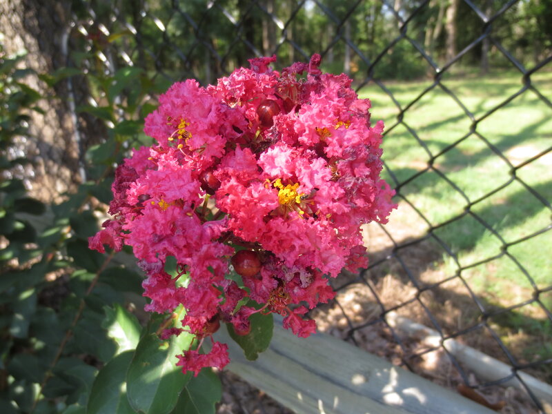 Pink Crepe Myrtle Flower — Calm