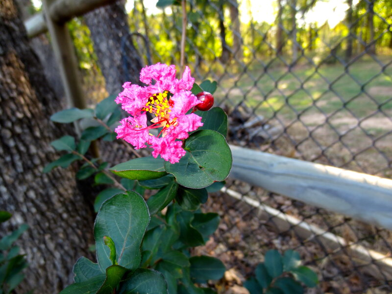 Pink Crepe Myrtle Flower