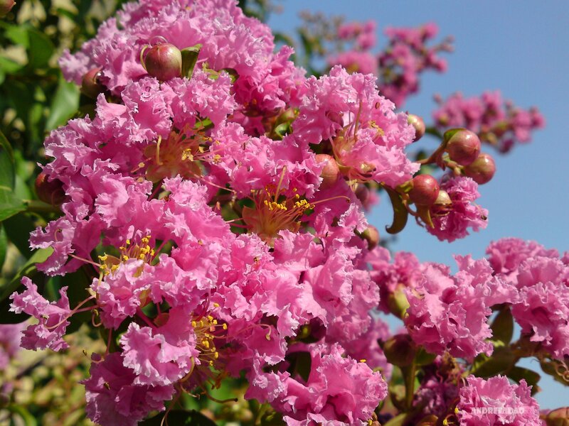 Pink crepe myrtle flowers
