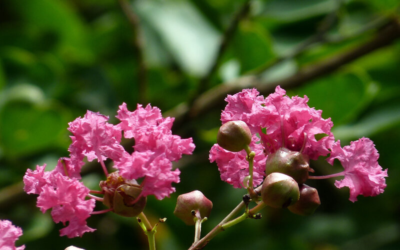 Pink crepe myrtle flowers