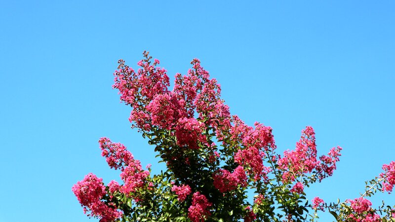 Pink Crepe Myrtle Flowers — Blue