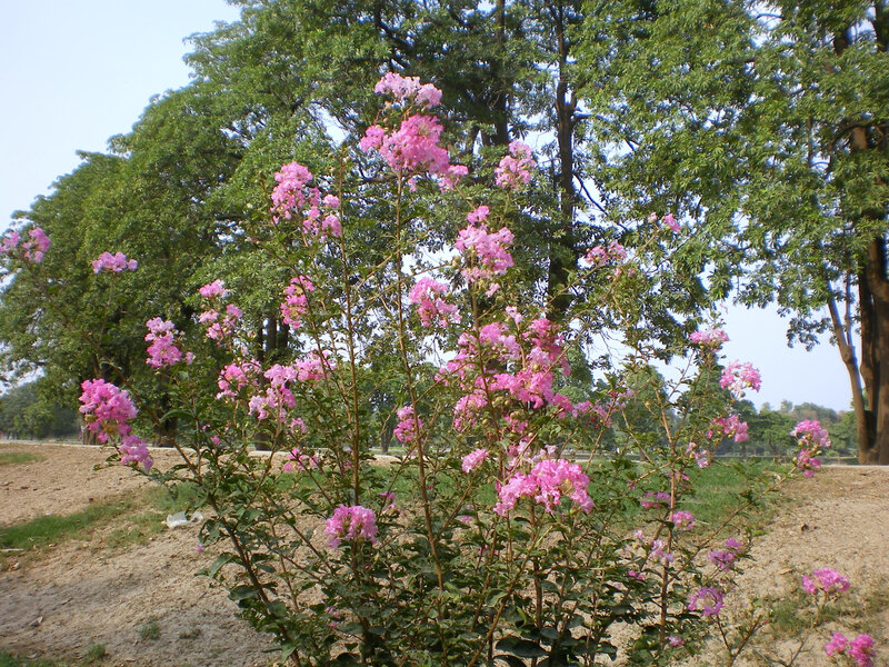 Pink Crepe Myrtle Flowers — Calm, Afternoon, Photograph