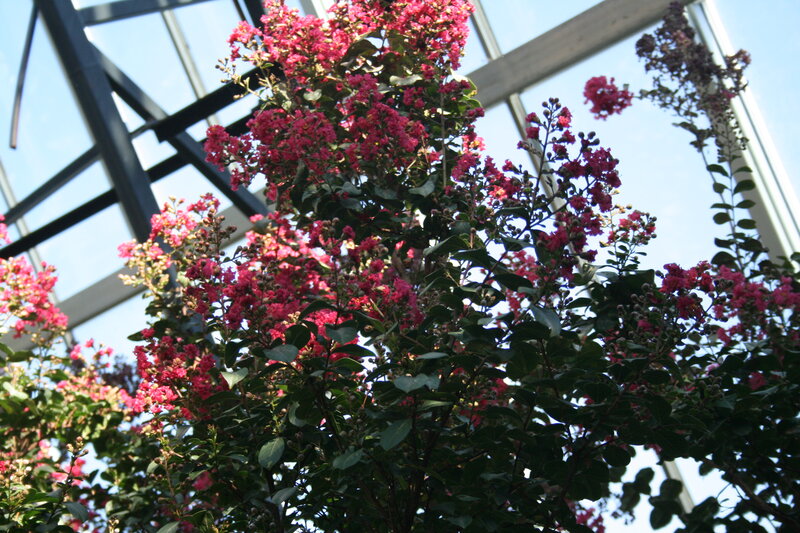 Pink Crepe Myrtle Flowers — Calm, Afternoon