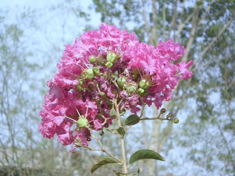 Pink Crepe Myrtle Flowers — Calm, Summer