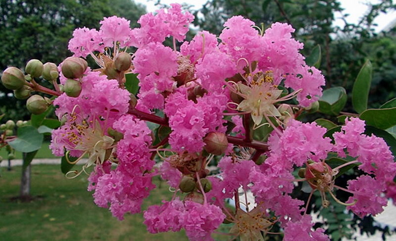 Pink Crepe Myrtle Flowers — Calm