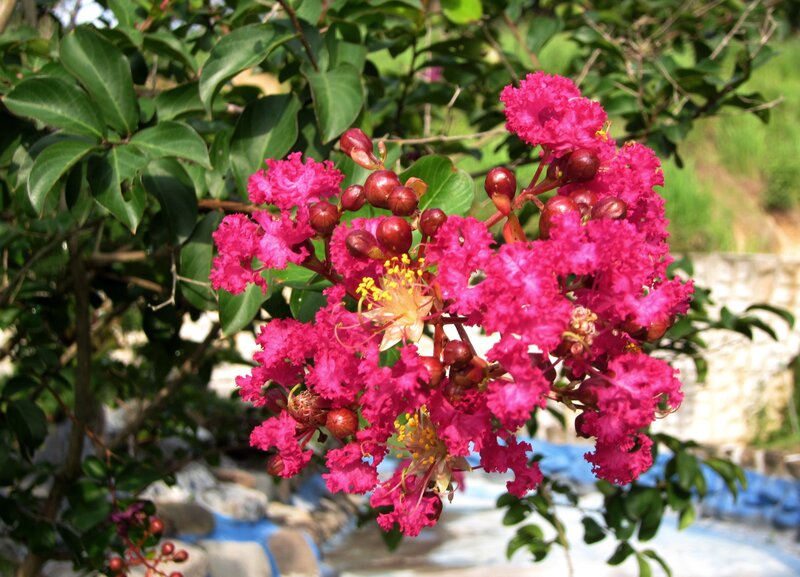 Pink Crepe Myrtle Flowers — Natural