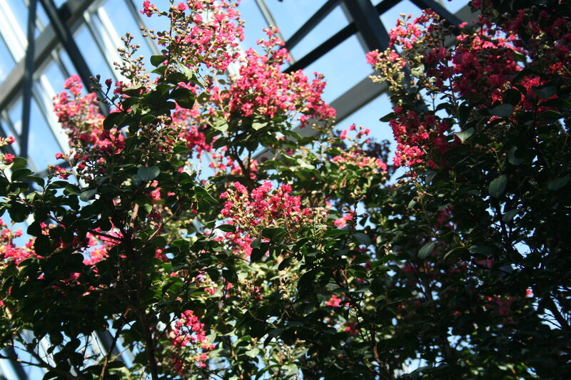 Pink Crepe Myrtle Flowers — Serene, Afternoon, Photograph