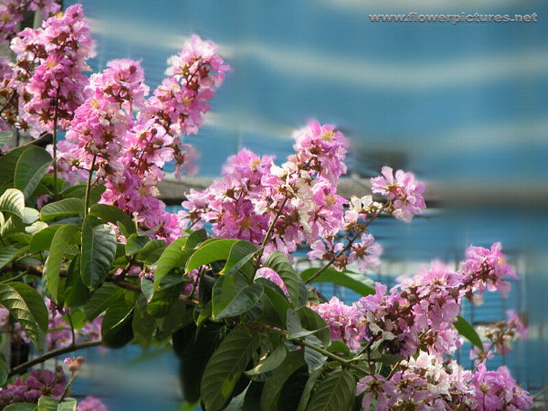 Pink Crepe Myrtle Flowers — Serene, Afternoon