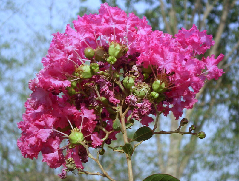 Pink Crepe Myrtle Flowers — Serene