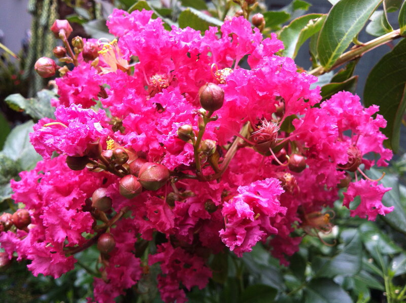 Pink Crepe Myrtle Flowers — Vibrant