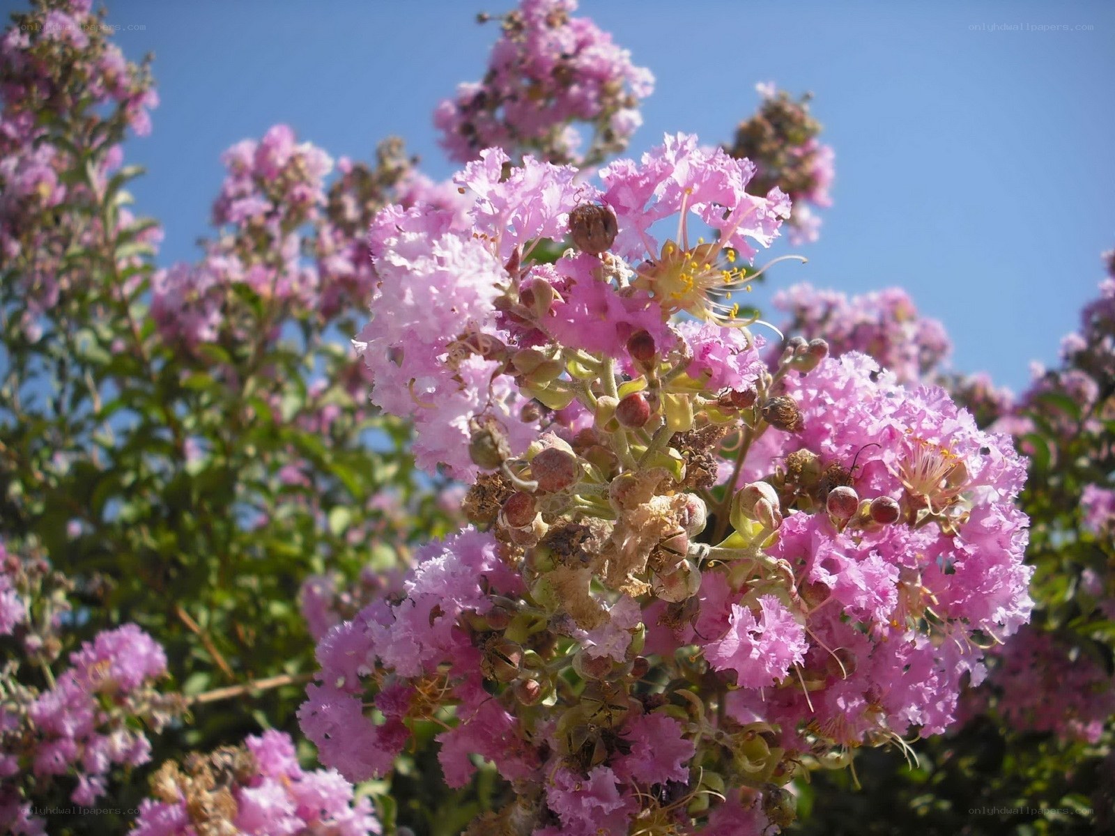 Pink crepe myrtle flowers