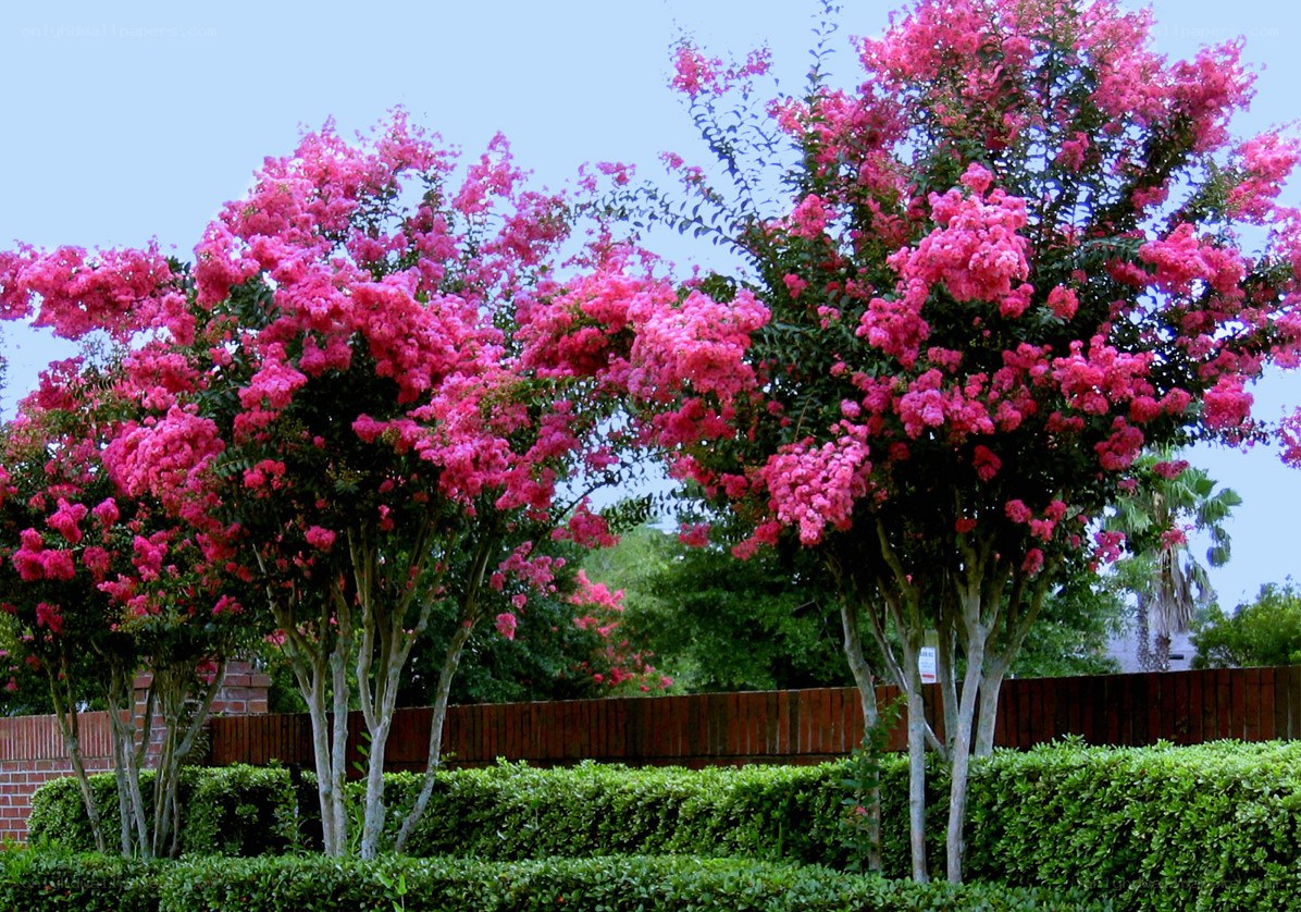 Pink crepe myrtle trees in bloom