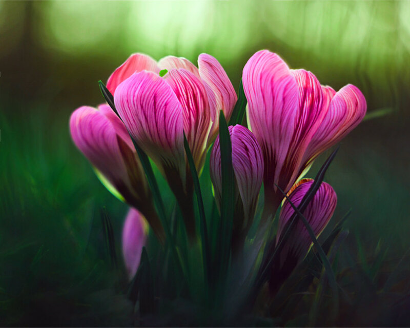 Pink Crocus Flowers