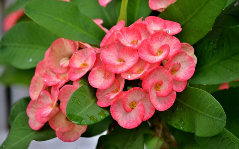 Pink Crown of Thorns Flower — Calm