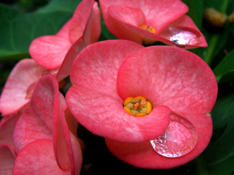 Pink Crown of Thorns Flower