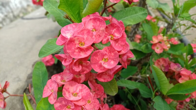 Pink Crown of Thorns Flowers — Calm, Afternoon
