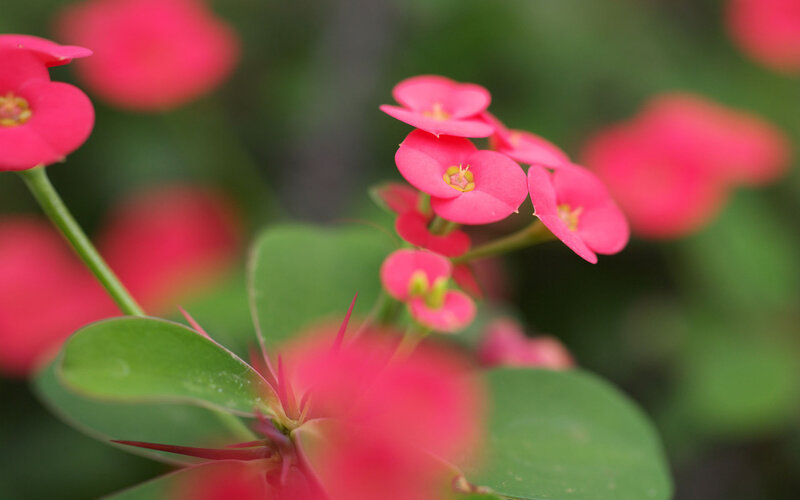Pink Crown of Thorns Flowers — Calm, Photograph