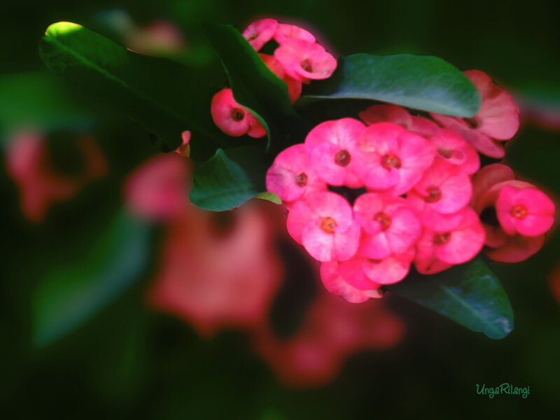 Pink Crown of Thorns Flowers — Calm