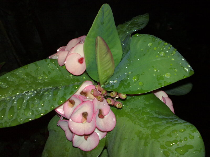 Pink Crown of Thorns Flowers — Green, Serene