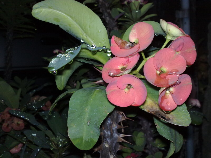 Pink Crown of Thorns Flowers — Moist