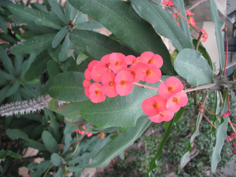 Pink Crown of Thorns Flowers — Natural, Afternoon