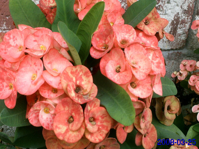 pink crown of thorns flowers