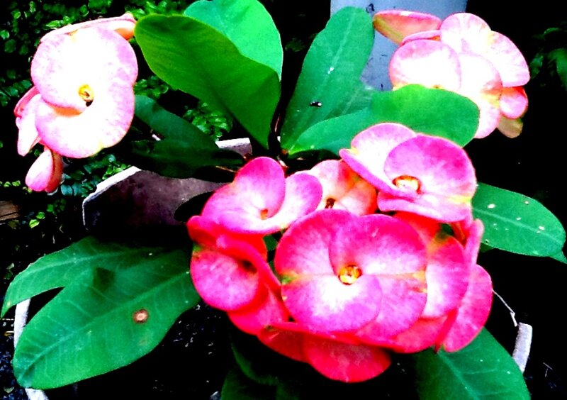 Pink Crown of Thorns Flowers — Vibrant