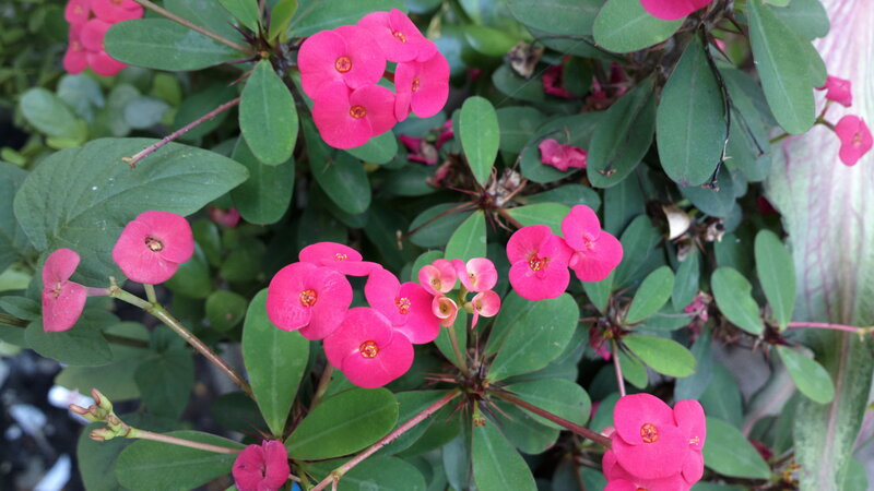 Pink Crown of Thorns Plant