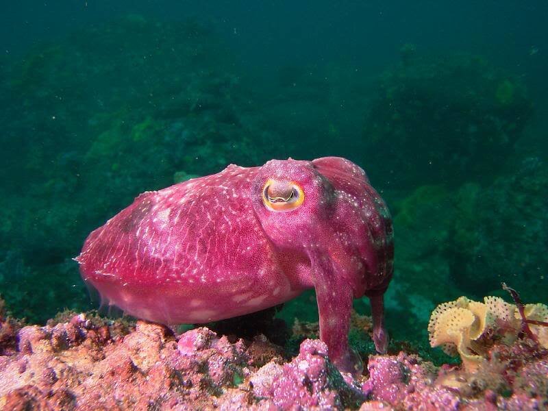 Pink Cuttlefish on Reef