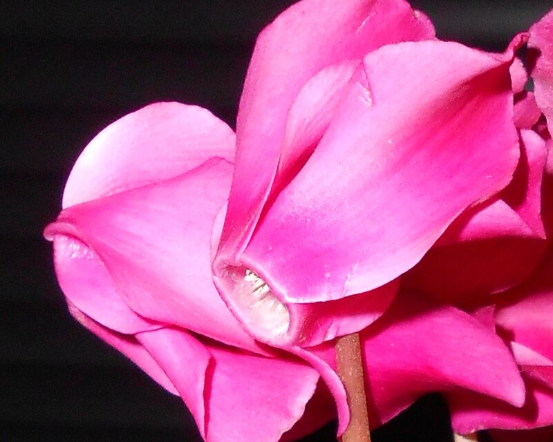 Pink Cyclamen Flower — Dramatic