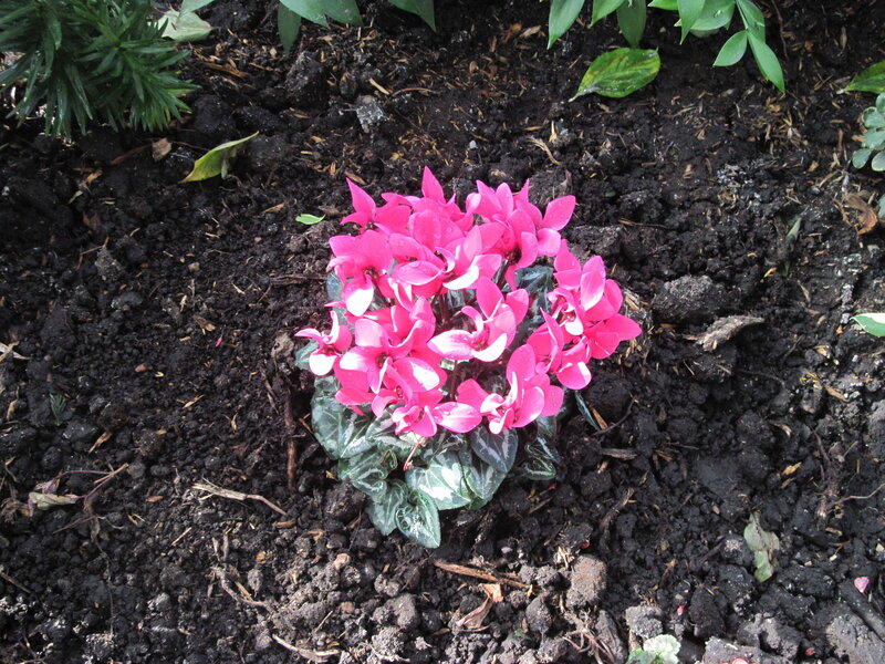 Pink Cyclamen Flower